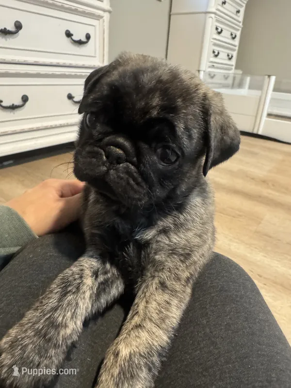 Daisy – Pug puppy for sale in North Anson, ME