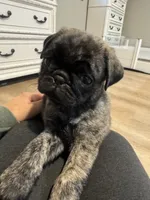 Daisy, a female Pug for sale in North Anson, ME – 1 of 6