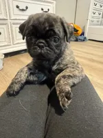 Daisy, a female Pug for sale in North Anson, ME – 2 of 6