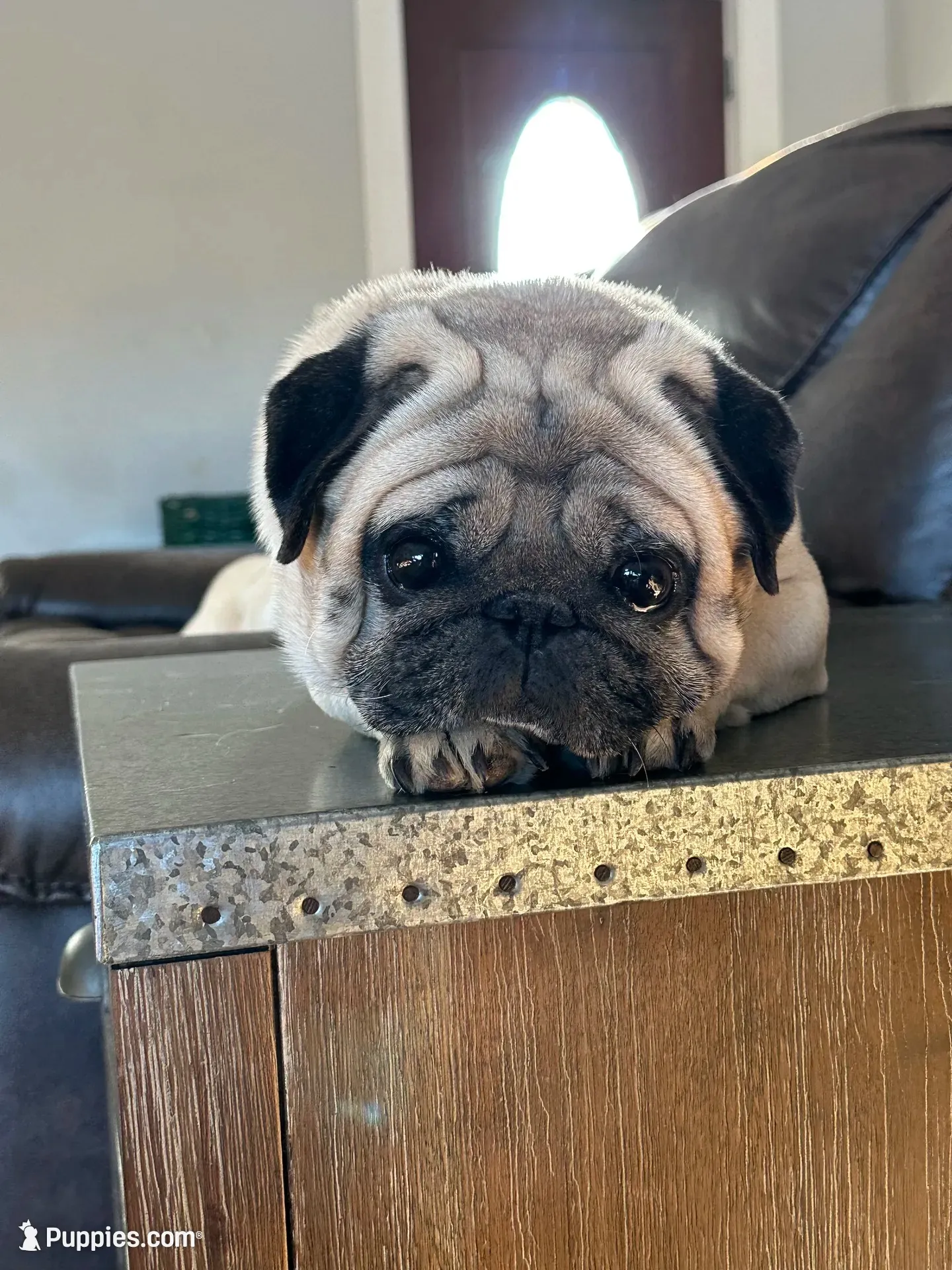 Gus, a male Pug for sale in North Anson, ME – 6 of 7