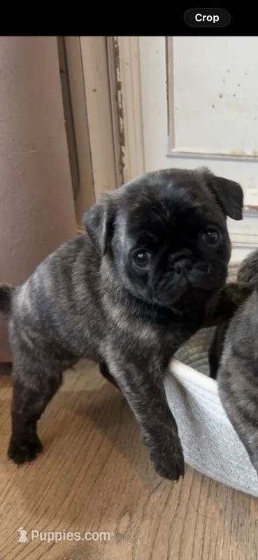 Gus – Pug puppy for sale in North Anson, ME