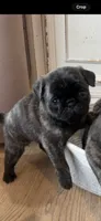 Gus, a male Pug for sale in North Anson, ME – 1 of 7