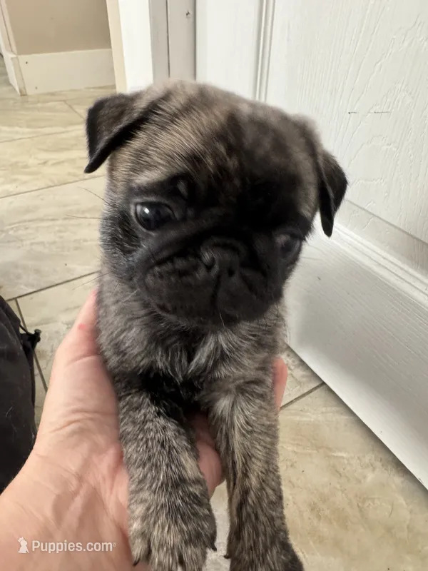 Gus – Pug puppy for sale in North Anson, ME