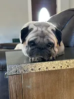 Daisy, a female Pug for sale in North Anson, ME – 4 of 6