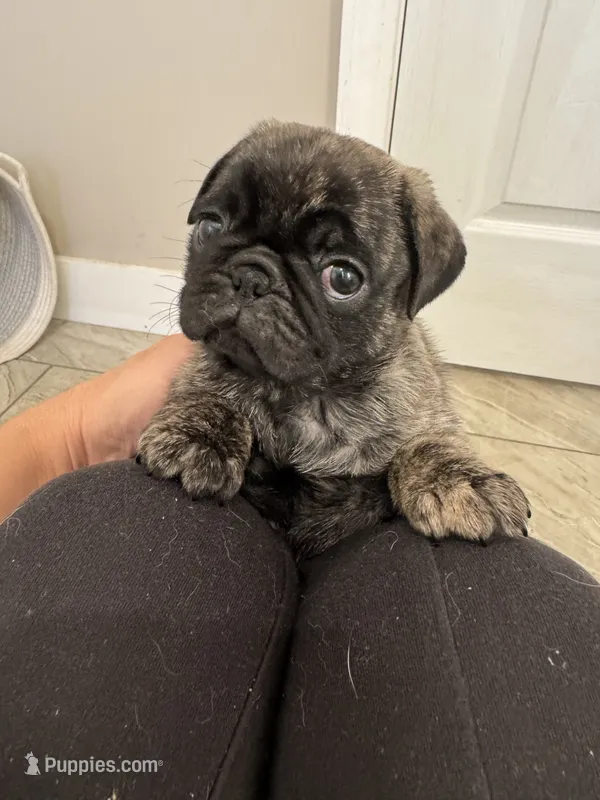 Daisy – Pug puppy for sale in North Anson, ME
