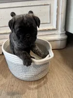 Daisy, a female Pug for sale in North Anson, ME – 3 of 6