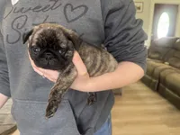 Gus, a male Pug for sale in North Anson, ME – 2 of 7