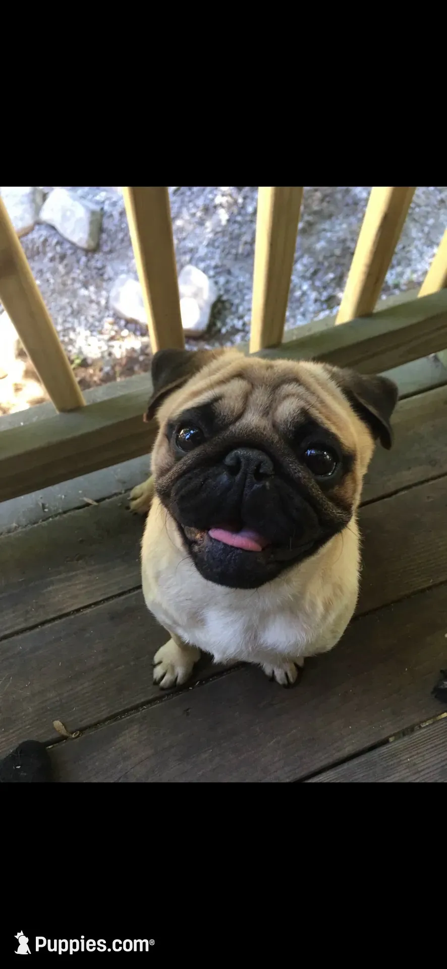 Gus, a male Pug for sale in North Anson, ME – 7 of 7