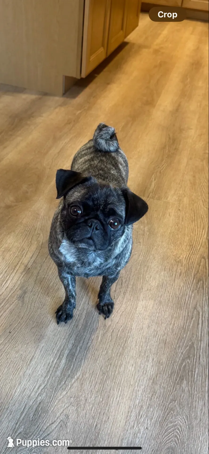 Gus, a male Pug for sale in North Anson, ME – 5 of 7