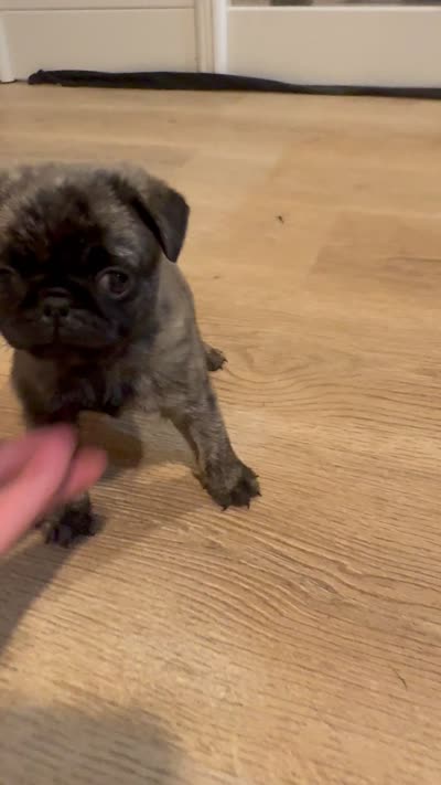 Gus, a male Pug for sale in North Anson, ME – 4 of 7