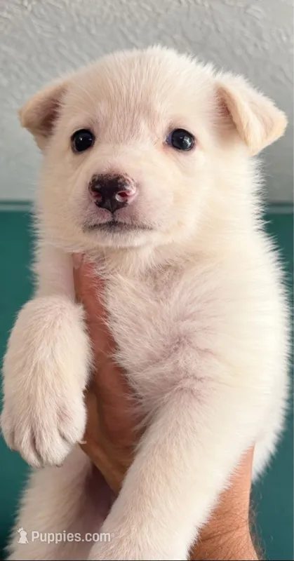 orange – German Shepherd Dog puppy for sale in Bedford, IN
