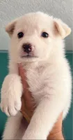 orange, a female German Shepherd Dog for sale in Bedford, IN – 1 of 3