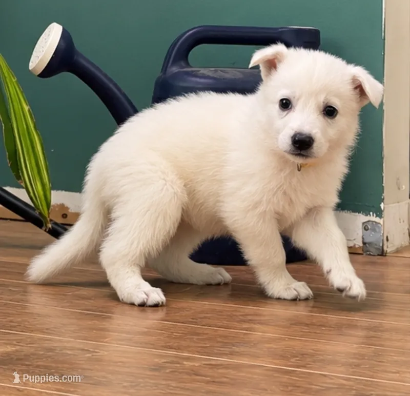 Yellow – German Shepherd Dog puppy for sale in Bedford, IN