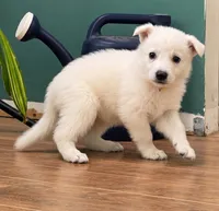 Yellow, a female German Shepherd Dog for sale in Bedford, IN – 1 of 4