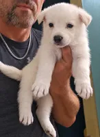 Purple people eater, a male German Shepherd Dog for sale in Bedford, IN – 2 of 2