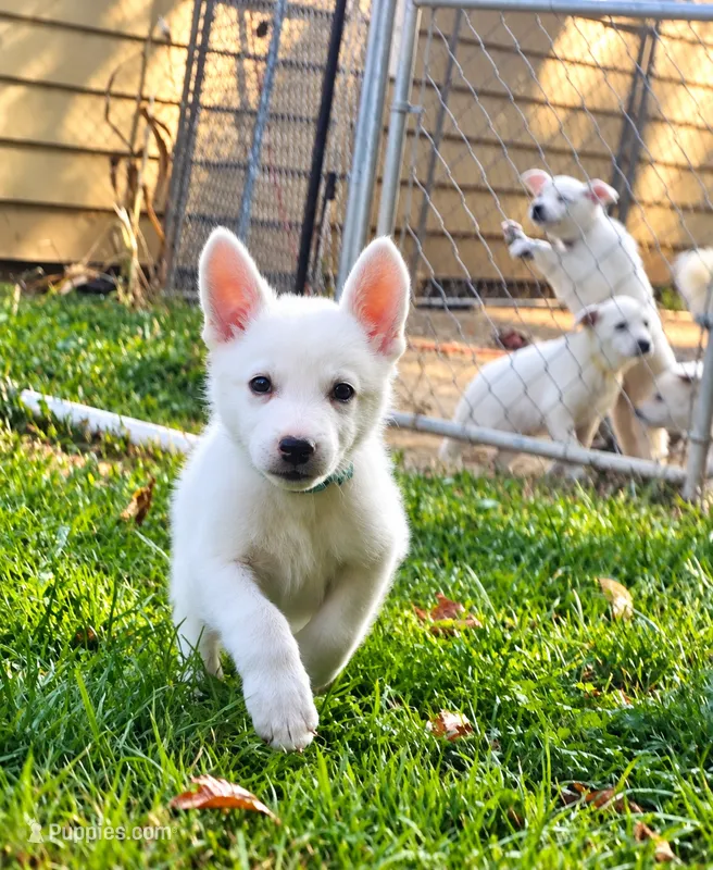 Dark Green – German Shepherd Dog puppy for sale in Bedford, IN