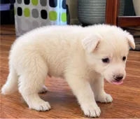 orange, a female German Shepherd Dog for sale in Bedford, IN – 2 of 3