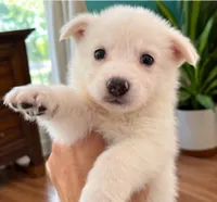 collarless, a female German Shepherd Dog for sale in Bedford, IN – 3 of 4