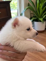 collarless, a female German Shepherd Dog for sale in Bedford, IN – 4 of 4