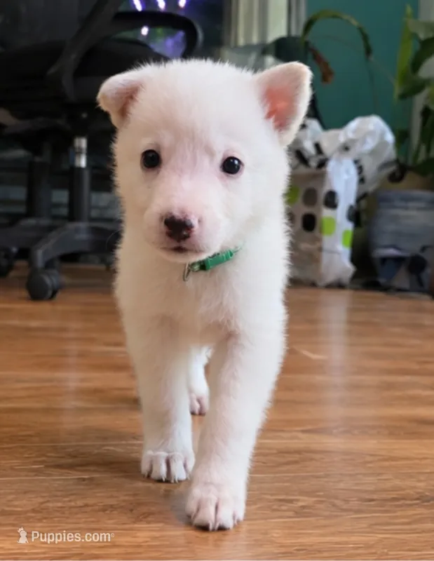 Dark Green – German Shepherd Dog puppy for sale in Bedford, IN