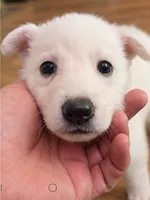 Yellow, a female German Shepherd Dog for sale in Bedford, IN – 3 of 4