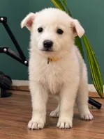 Yellow, a female German Shepherd Dog for sale in Bedford, IN – 4 of 4