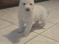 Snow, a male German Shepherd Dog for sale in Bedford, IN – Photo 2 of 10