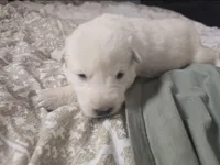 Snow, a male German Shepherd Dog for sale in Bedford, IN – Photo 4 of 10