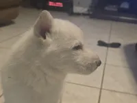 Snow, a male German Shepherd Dog for sale in Bedford, IN – Photo 1 of 10