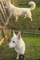 Snow, a male German Shepherd Dog for sale in Bedford, IN – Photo 10 of 10
