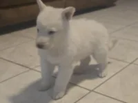 Snow, a male German Shepherd Dog for sale in Bedford, IN – Photo 8 of 10