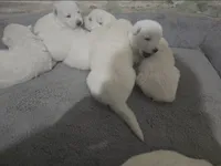 Snow, a male German Shepherd Dog for sale in Bedford, IN – Photo 5 of 10