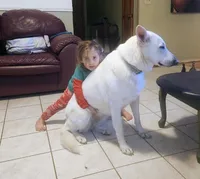 Snow, a male German Shepherd Dog for sale in Bedford, IN – Photo 9 of 10