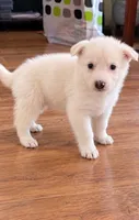 collarless, a female German Shepherd Dog for sale in Bedford, IN – 2 of 4