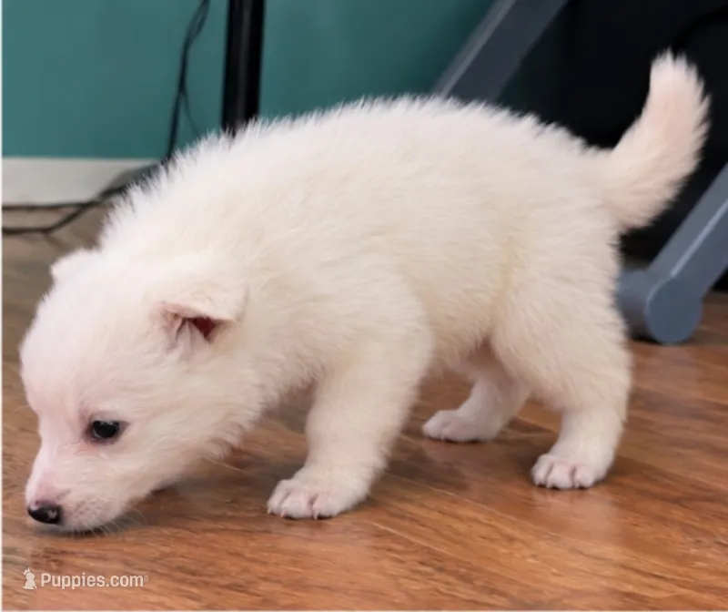 collarless – German Shepherd Dog puppy for sale in Bedford, IN