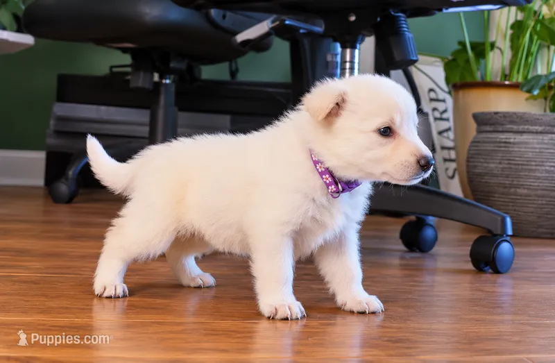 Purple people eater – German Shepherd Dog puppy for sale in Bedford, IN