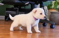 Purple people eater, a male German Shepherd Dog for sale in Bedford, IN – 1 of 2