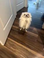 Violet, a female Pomeranian for sale in Fort Worth, TX – Photo 3 of 5