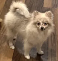 Violet, a female Pomeranian for sale in Fort Worth, TX – Photo 5 of 5