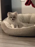 Violet, a female Pomeranian for sale in Fort Worth, TX – Photo 4 of 5