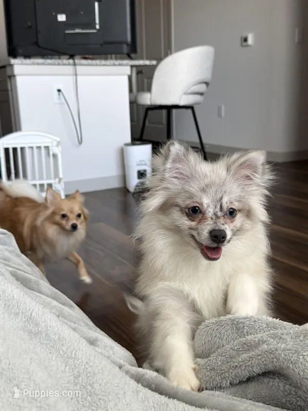 Violet – Pomeranian puppy for sale in Fort Worth, TX
