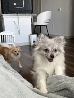 Violet, a female Pomeranian for sale in Fort Worth, TX – Photo 1 of 5