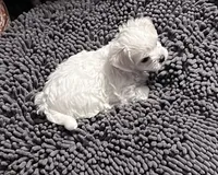 Andy, a male Maltipoo for sale in Vancouver, WA – 3 of 6