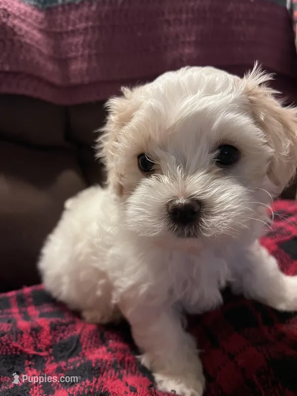 Olly, a male Maltese and Poodle - Miniature  for sale in Vancouver, WA – Photo 1 of 1