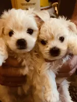 Andy, a male Maltipoo for sale in Vancouver, WA – 6 of 6
