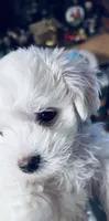 Dandy, a male Maltipoo for sale in Vancouver, WA – 7 of 10
