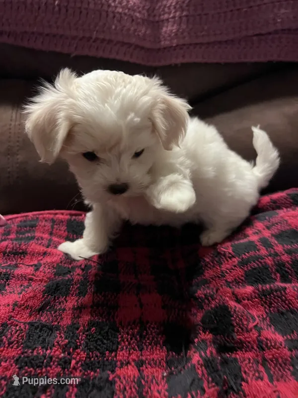 Holly, a female Maltese and Poodle - Miniature  for sale in Vancouver, WA – Photo 1 of 1