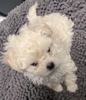 Mandy, a female Maltipoo for sale in Vancouver, WA – 5 of 5