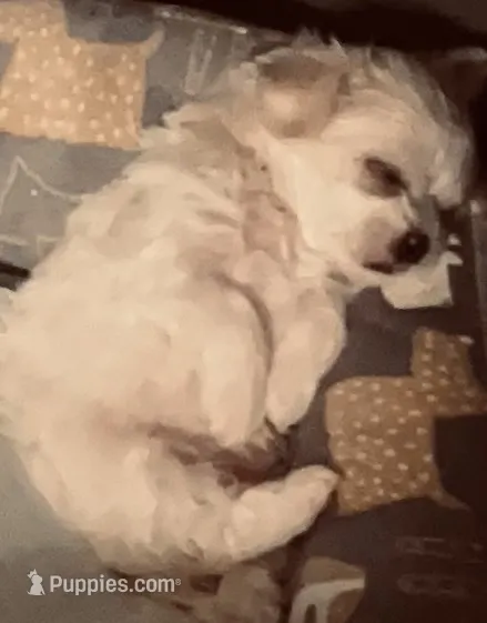 Dandy – Maltipoo puppy for sale in Vancouver, WA