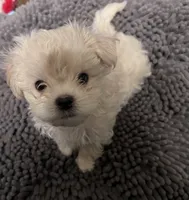 Andy, a male Maltipoo for sale in Vancouver, WA – 4 of 6